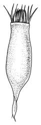 Cyrtopus setosus, capsule. Drawn from K.A. Ford D/28, CHR 513683.
 Image: R.C. Wagstaff © Landcare Research 2015 
